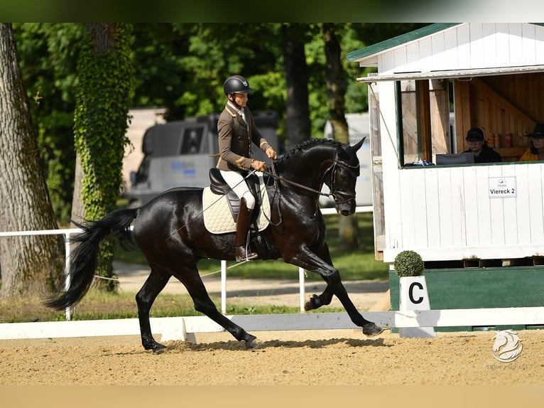 Austriaco Castrone 6 Anni 172 cm Morello in Bad Kleinkirchheim