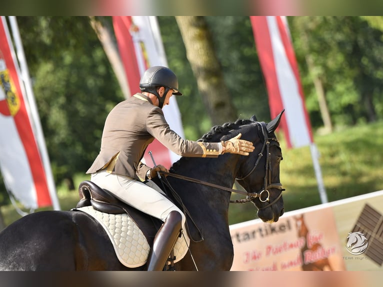 Austriaco Castrone 6 Anni 172 cm Morello in Bad Kleinkirchheim