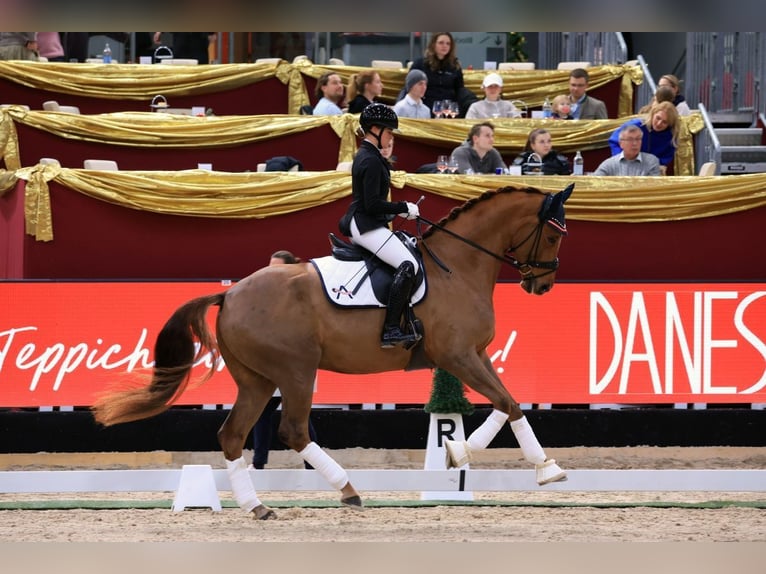 Austriaco Castrone 6 Anni 172 cm Sauro scuro in Schöngumprechting