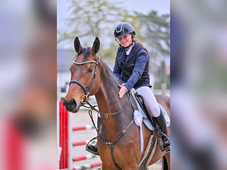 Austriaco Castrone 6 Anni 176 cm Baio in Schlins