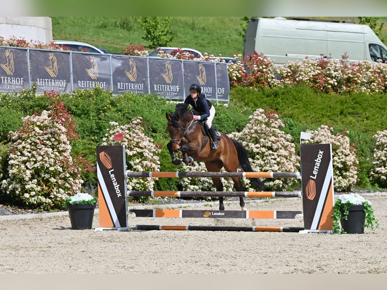 Austriaco Castrone 7 Anni 174 cm Baio in St. Ruprecht an der Raab