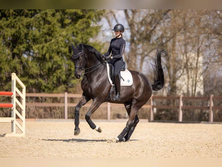 Austriaco Castrone 7 Anni 176 cm Morello in Zolling