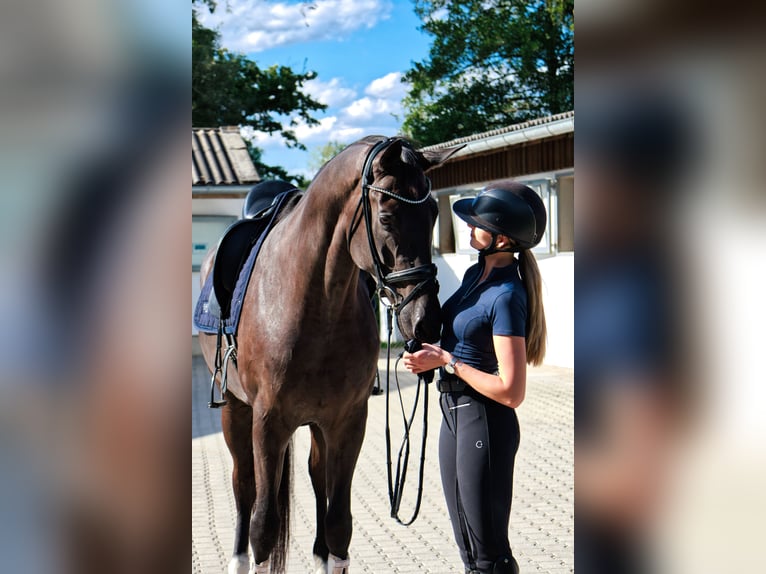 Austriaco Castrone 7 Anni 176 cm Morello in Zolling