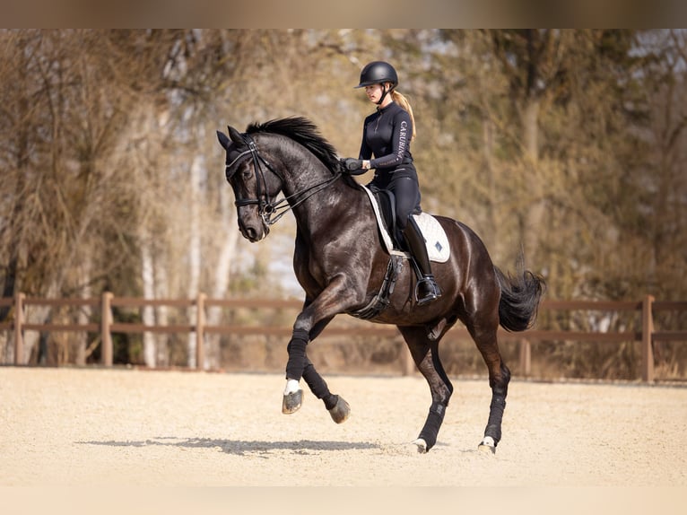Austriaco Castrone 7 Anni 176 cm Morello in Zolling