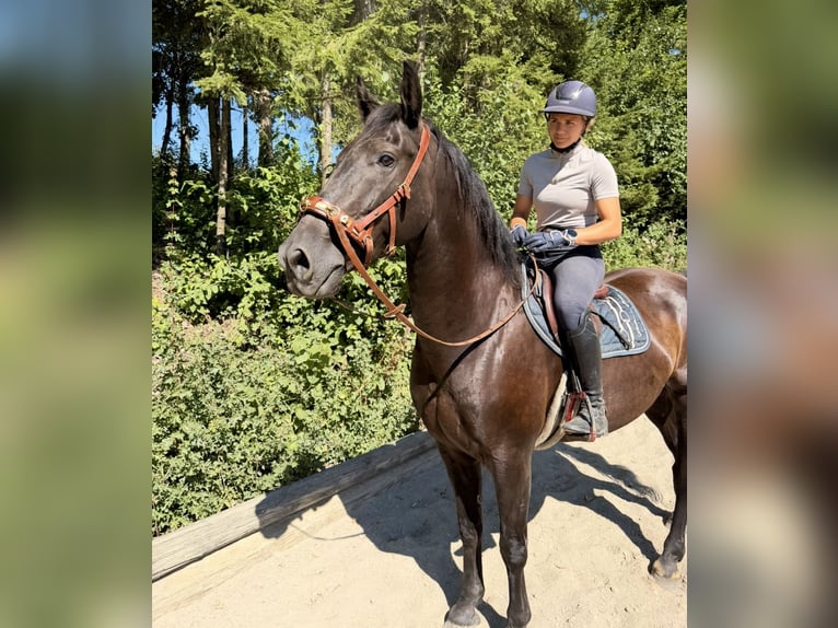 Austriaco Castrone 8 Anni 163 cm Morello in Davidschlag
