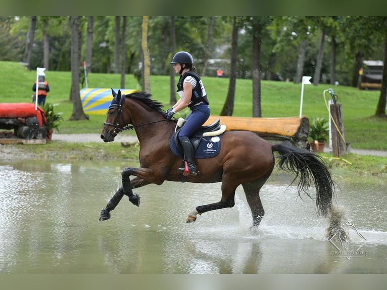 Austriaco Castrone 8 Anni 165 cm Baio in Mürzzuschlag