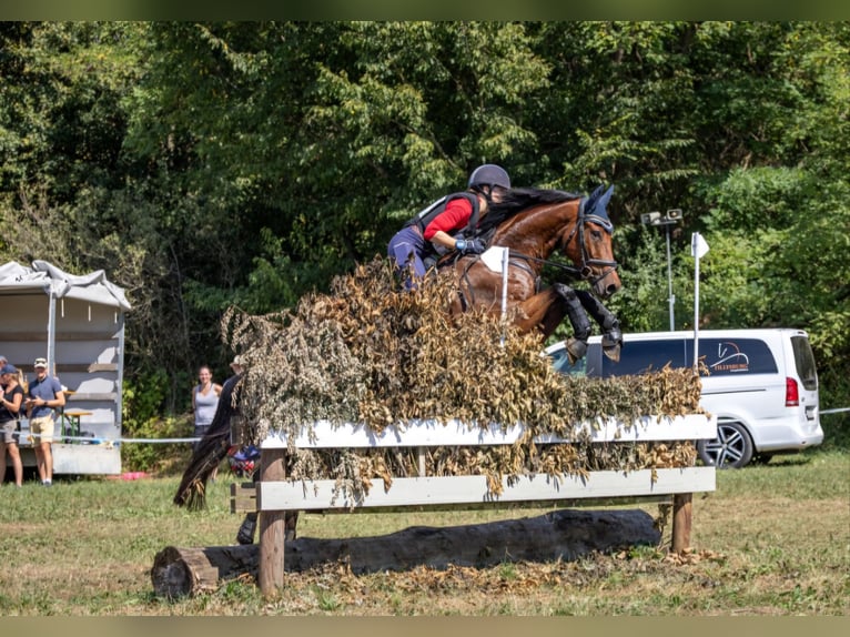 Austriaco Castrone 8 Anni 165 cm Baio in Mürzzuschlag