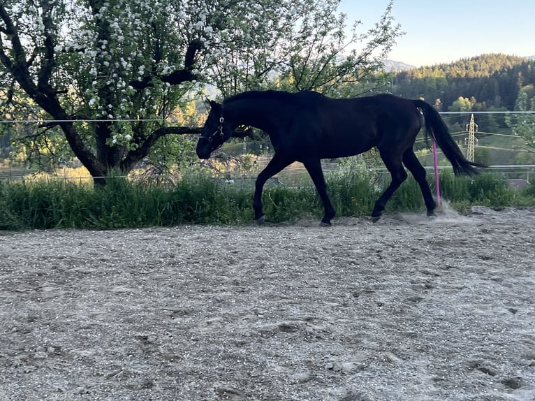 Austriaco Castrone 8 Anni 167 cm Morello in Moosburg
