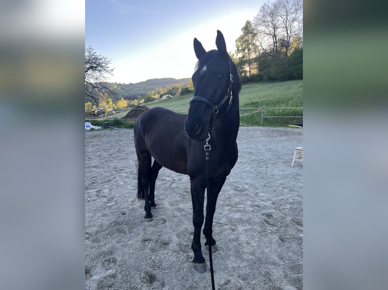 Austriaco Castrone 8 Anni 167 cm Morello in Moosburg