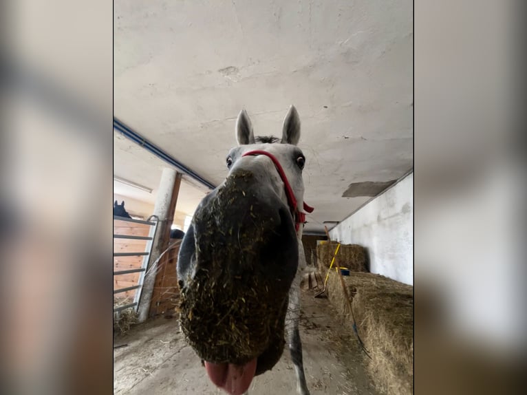 Austriaco Castrone 8 Anni 172 cm Grigio pezzato in Wolfsbach