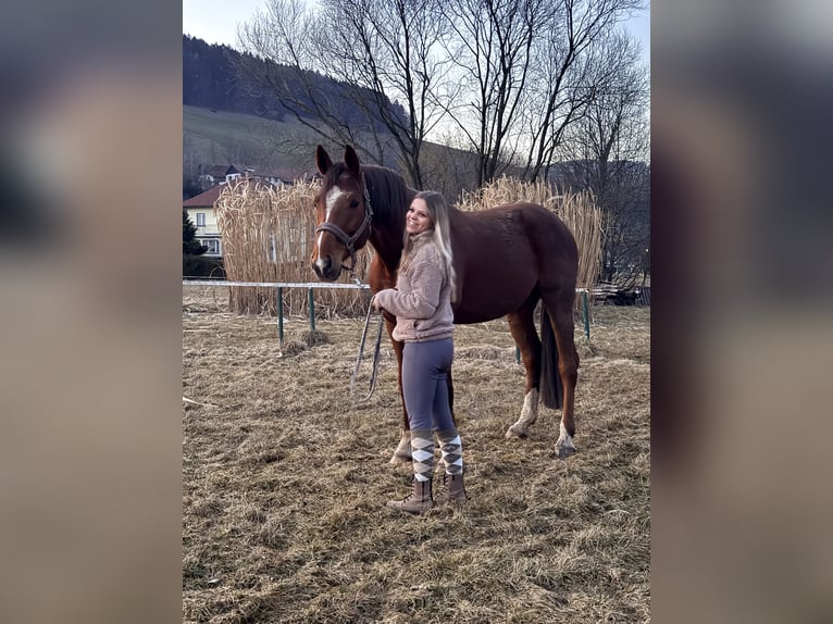 Austriaco Castrone 8 Anni 172 cm Sauro in Wartmannstetten