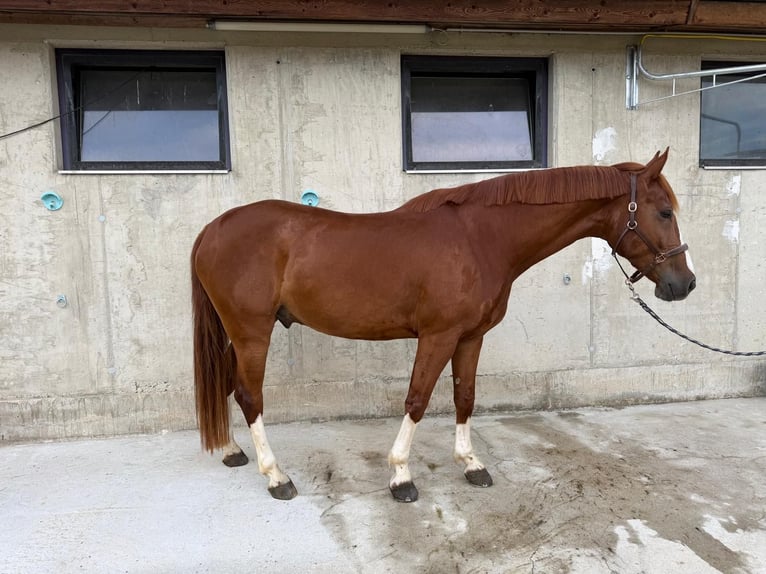 Austriaco Castrone 8 Anni 172 cm Sauro in Oberwart