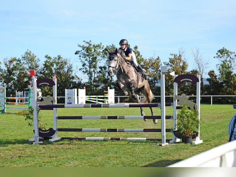 Austriaco Castrone 8 Anni 176 cm Grigio in Purgstall an der Erlauf