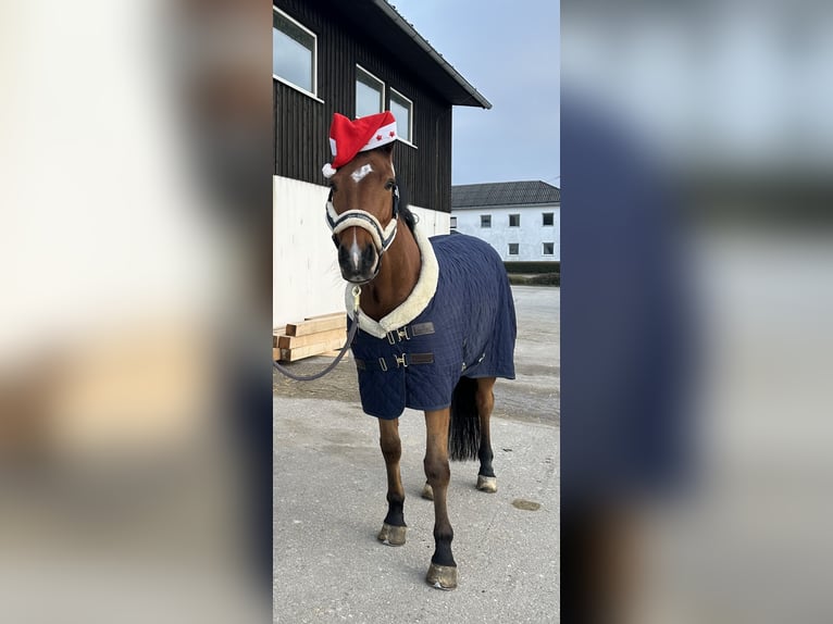 Austriaco Castrone 9 Anni 168 cm Baio in Schiedlberg