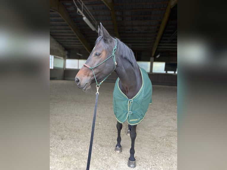 Austriaco Giumenta 10 Anni 162 cm in Gallneukirchen