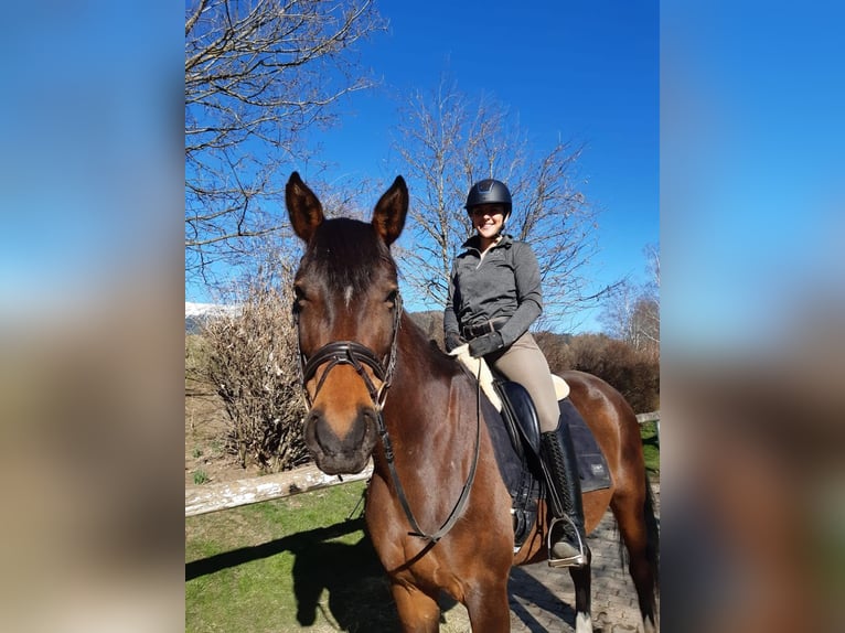 Austriaco Giumenta 10 Anni 165 cm Baio scuro in Mühlen/ Steiermark