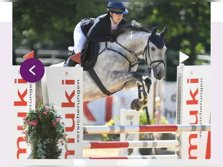 Austriaco Giumenta 10 Anni 165 cm Grigio in St. Peter in der Au