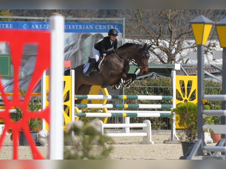 Austriaco Giumenta 10 Anni 168 cm Baio in Schrobenhausen