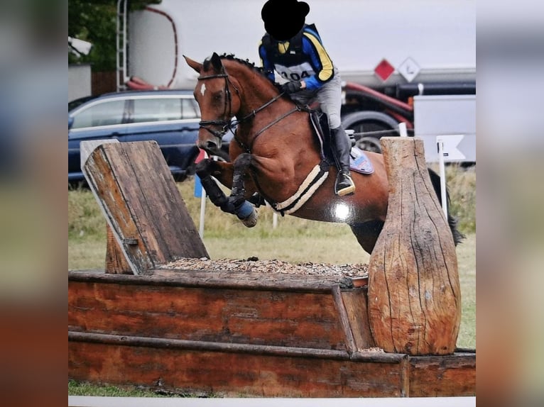 Austriaco Giumenta 10 Anni 170 cm Baio in Graz