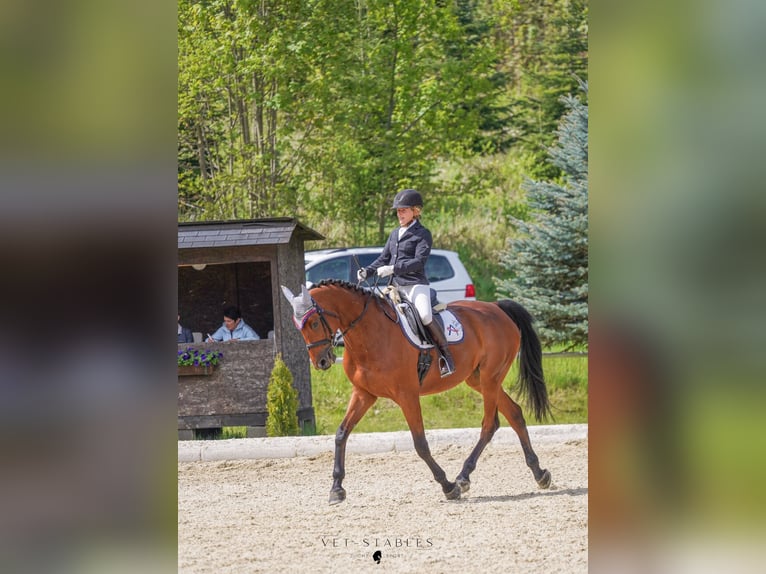 Austriaco Giumenta 10 Anni 170 cm Baio in Entschendorf