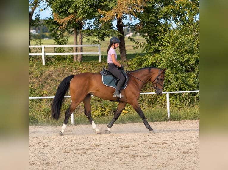 Austriaco Giumenta 10 Anni 173 cm Baio in Pelmberg