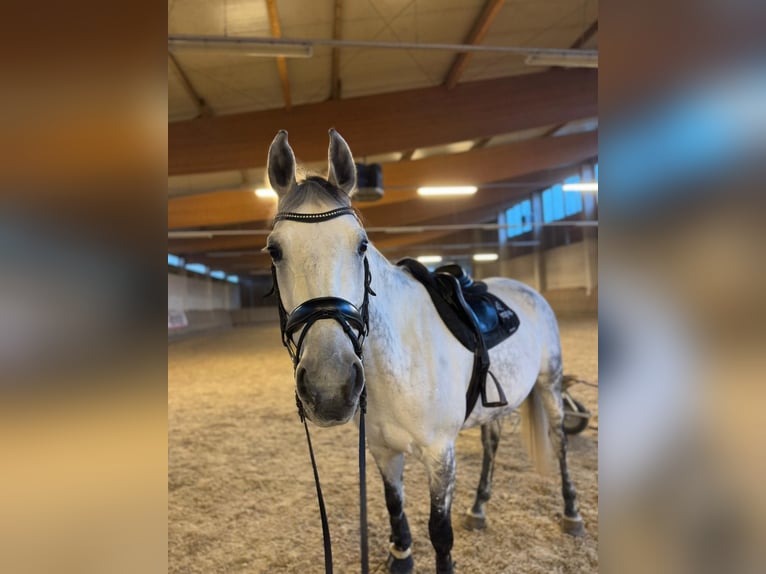 Austriaco Giumenta 10 Anni 173 cm Grigio in Linz