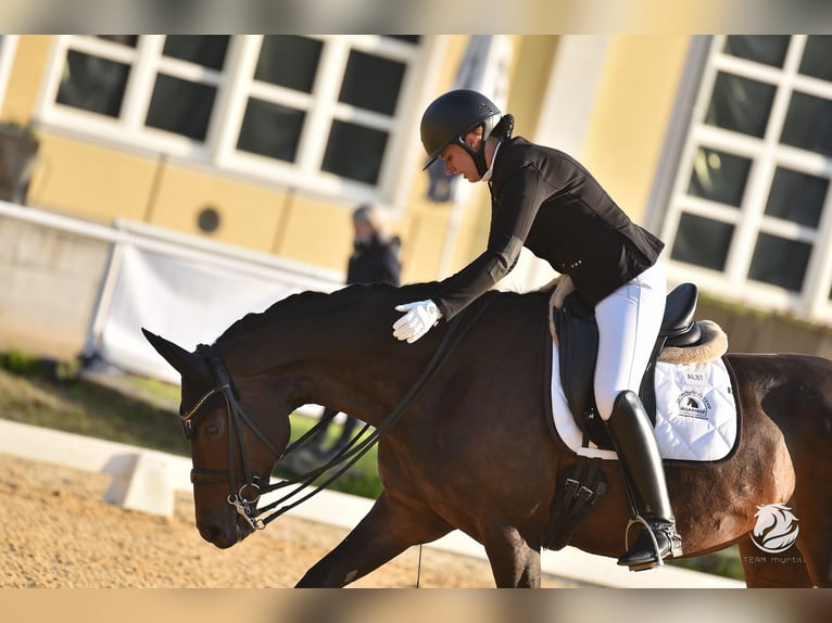 Austriaco Giumenta 10 Anni Baio nero in Steyr