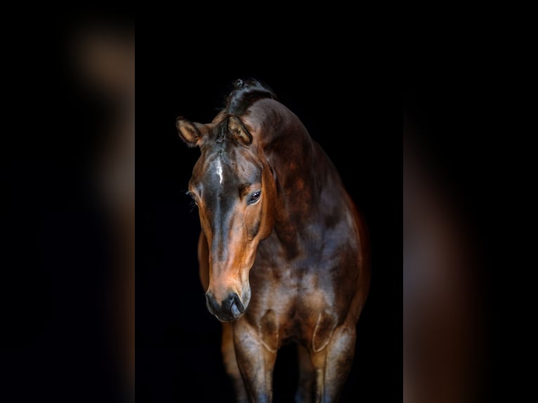 Austriaco Giumenta 10 Anni Baio nero in Steyr