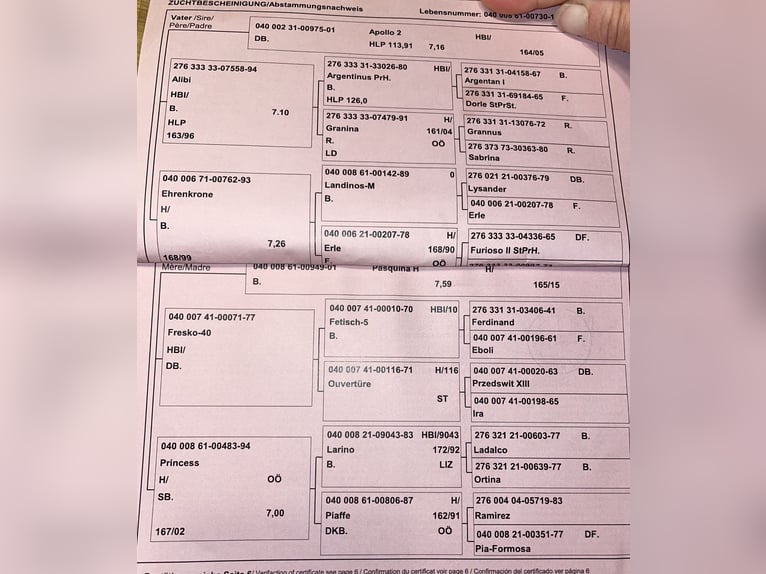 Austriaco Giumenta 11 Anni 160 cm Baio in Steinakirchen