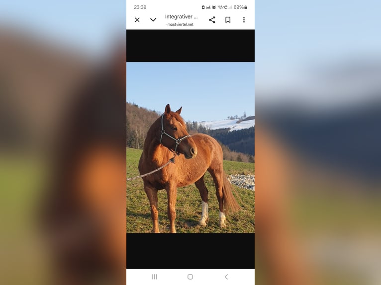Austriaco Giumenta 11 Anni 160 cm Sauro in Neuhofen ybbs