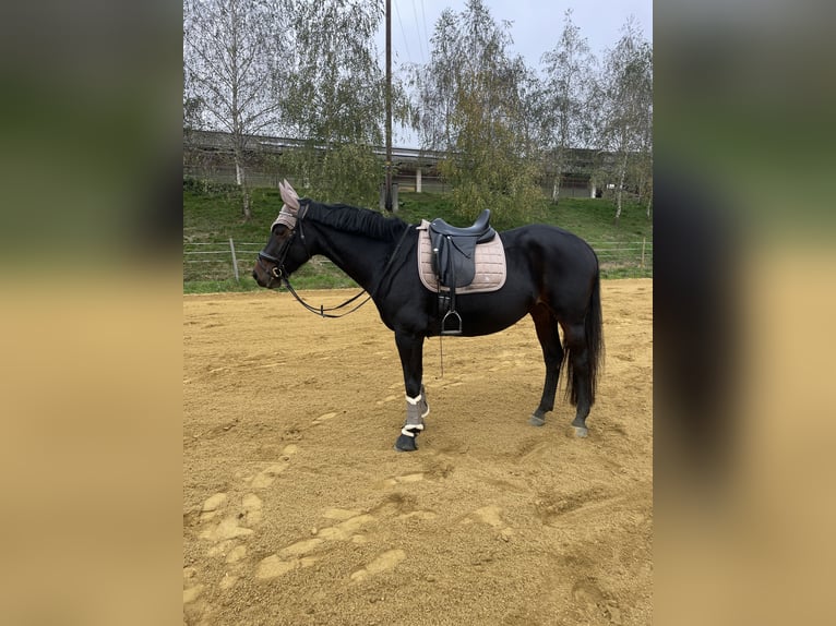 Austriaco Giumenta 11 Anni 162 cm Baio in Gallneukirchen