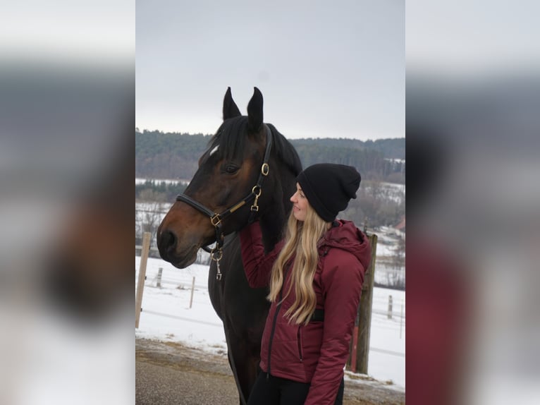 Austriaco Giumenta 11 Anni 162 cm Baio in Gallneukirchen