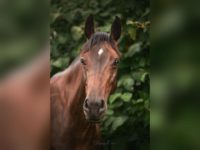 Austriaco Giumenta 11 Anni 162 cm Baio in Gallneukirchen