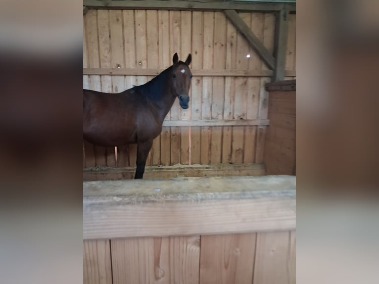 Austriaco Giumenta 11 Anni 165 cm Baio in Leopoldsdorf