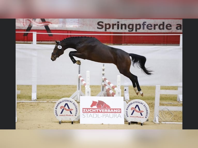 Austriaco Giumenta 11 Anni 168 cm Baio in Baden