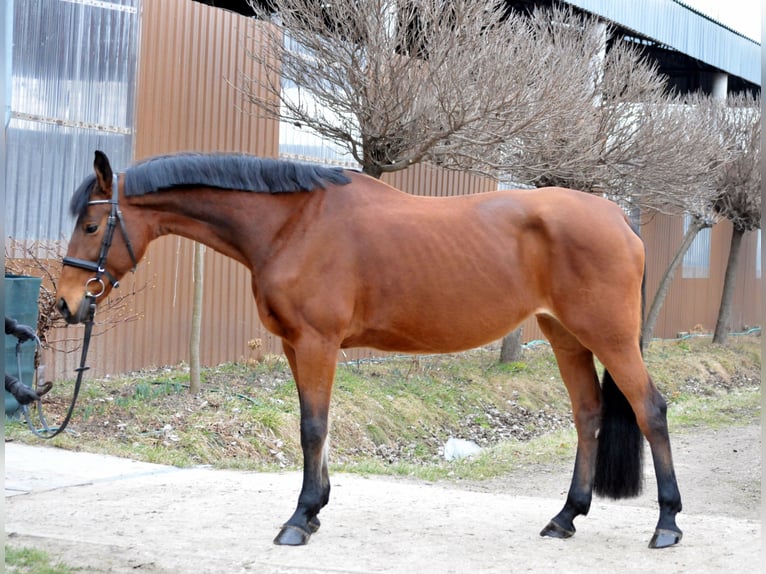 Austriaco Giumenta 11 Anni 172 cm Baio in Schattendorf