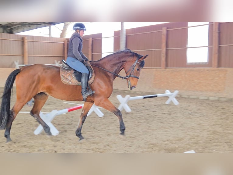 Austriaco Giumenta 11 Anni 172 cm Baio in Schattendorf
