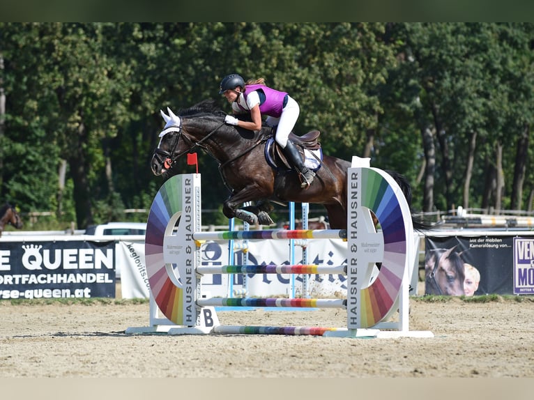 Austriaco Giumenta 11 Anni 173 cm Baio in Breitenfurt bei Wien