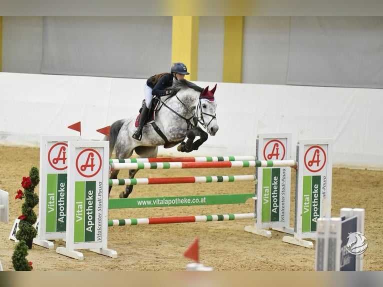 Austriaco Giumenta 11 Anni 173 cm Grigio in Linz