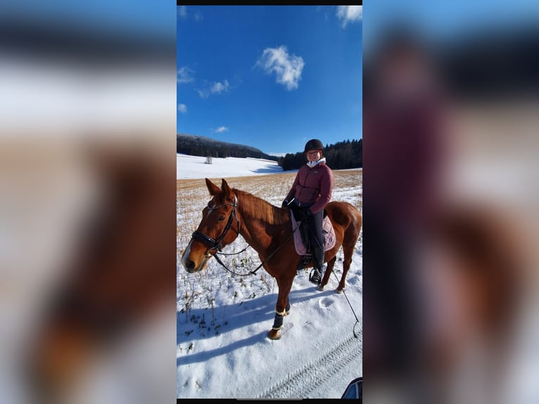 Austriaco Giumenta 12 Anni 164 cm Sauro in UntergriesbachUntergriesbach