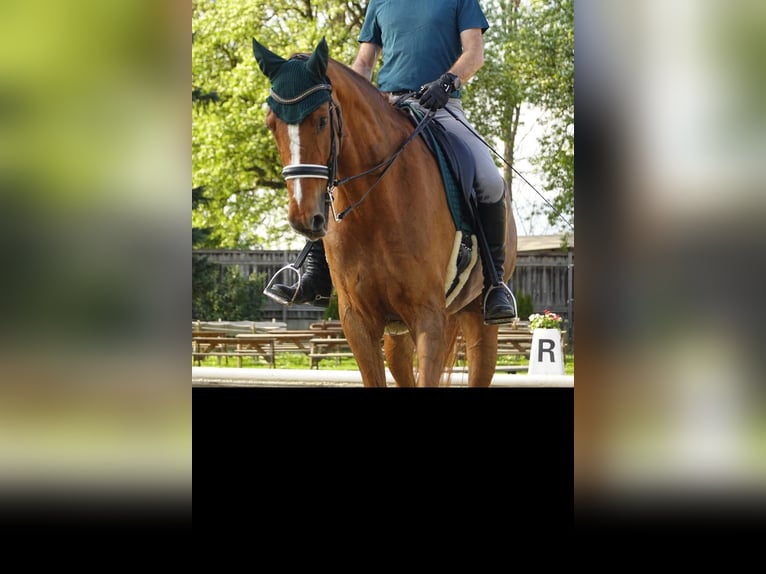 Austriaco Giumenta 12 Anni 173 cm Sauro in Sachendorf