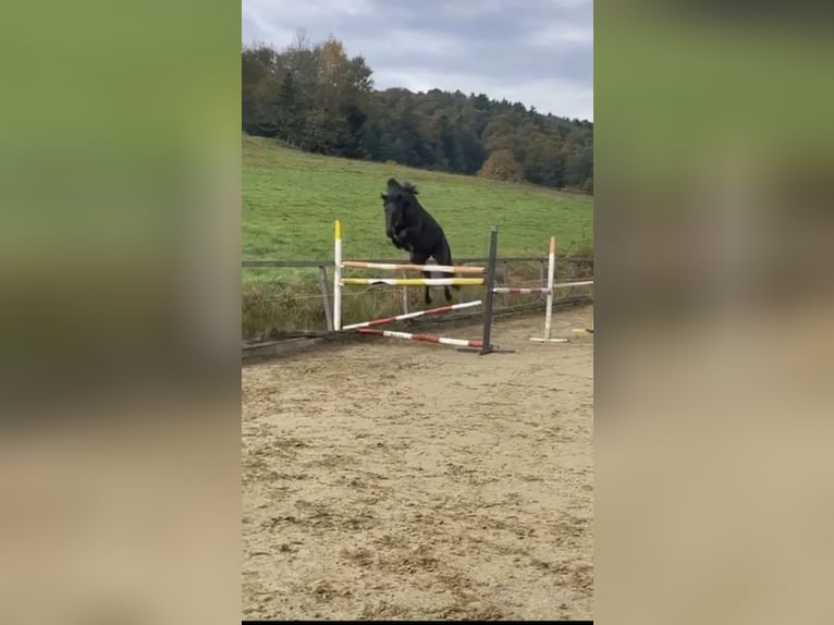 Austriaco Giumenta 12 Anni Baio scuro in St.Marein bei Graz