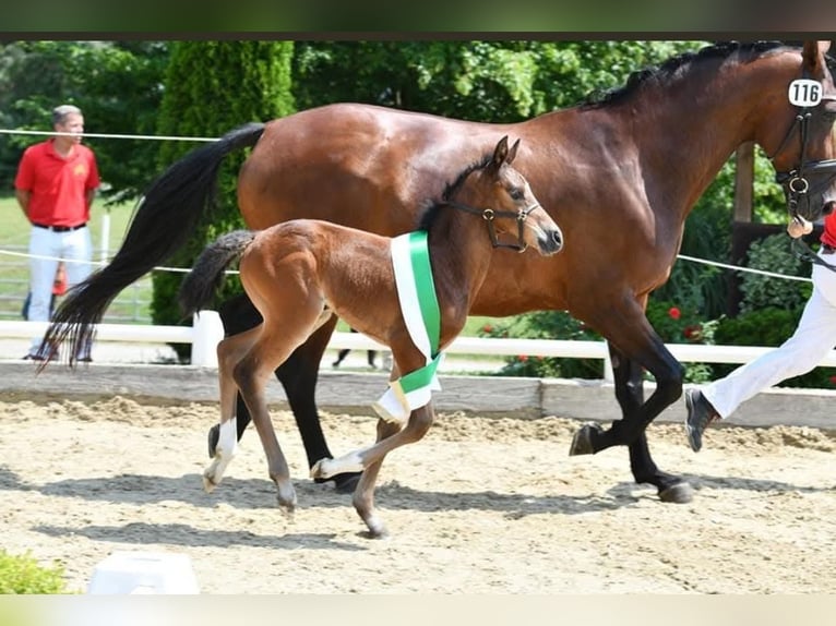 Austriaco Giumenta 13 Anni 172 cm Baio in Kirchbach