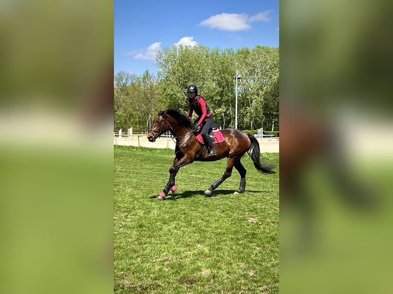 Austriaco Giumenta 13 Anni 172 cm Baio in Niederleis Austriaco Giumenta 13 Anni 172 cm Baio in Niederleis