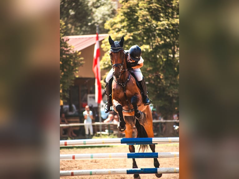 Austriaco Giumenta 13 Anni 172 cm Baio in Niederleis Austriaco Giumenta 13 Anni 172 cm Baio in Niederleis