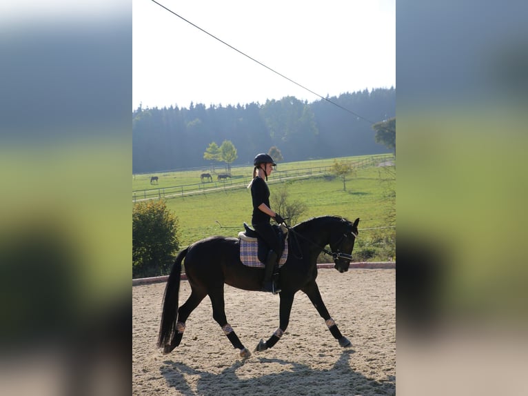 Austriaco Giumenta 14 Anni 160 cm Baio scuro in Neuhofen i.I.