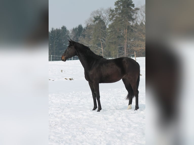 Austriaco Giumenta 14 Anni 167 cm Baio nero in Tragwein