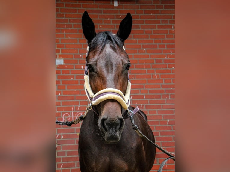 Austriaco Giumenta 14 Anni 168 cm Baio in Kaarst