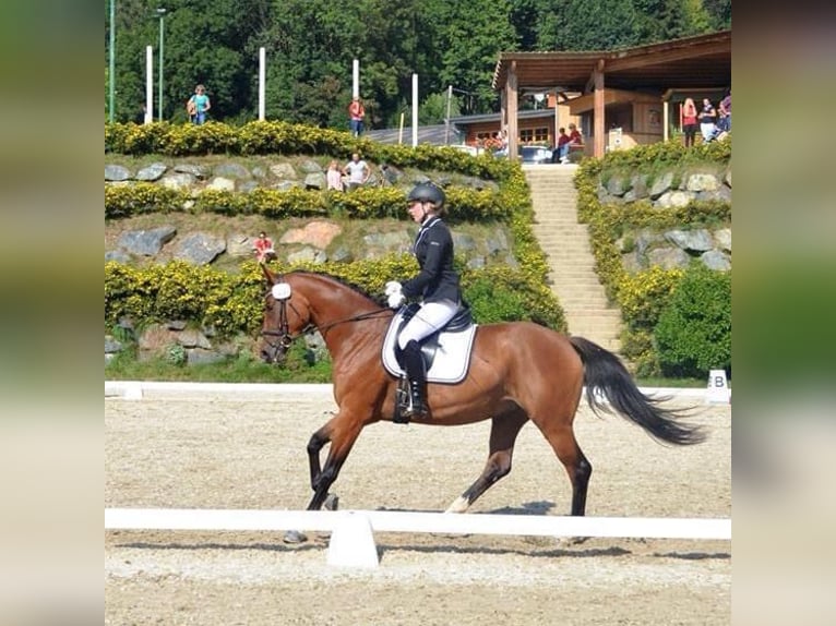 Austriaco Giumenta 14 Anni 172 cm Baio in D&#xFC;sseldorf
