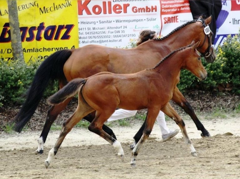 Austriaco Giumenta 14 Anni 172 cm Baio in D&#xFC;sseldorf
